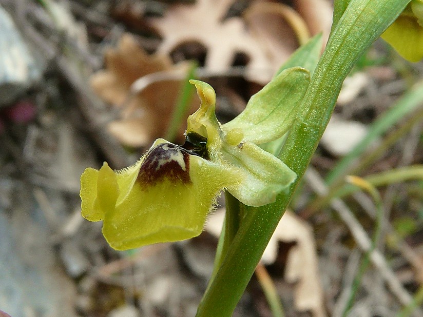 Ophrys lacaitae lojac.